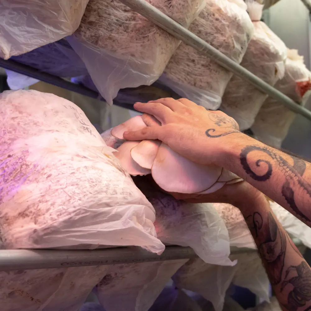 Habitual Superalimentos