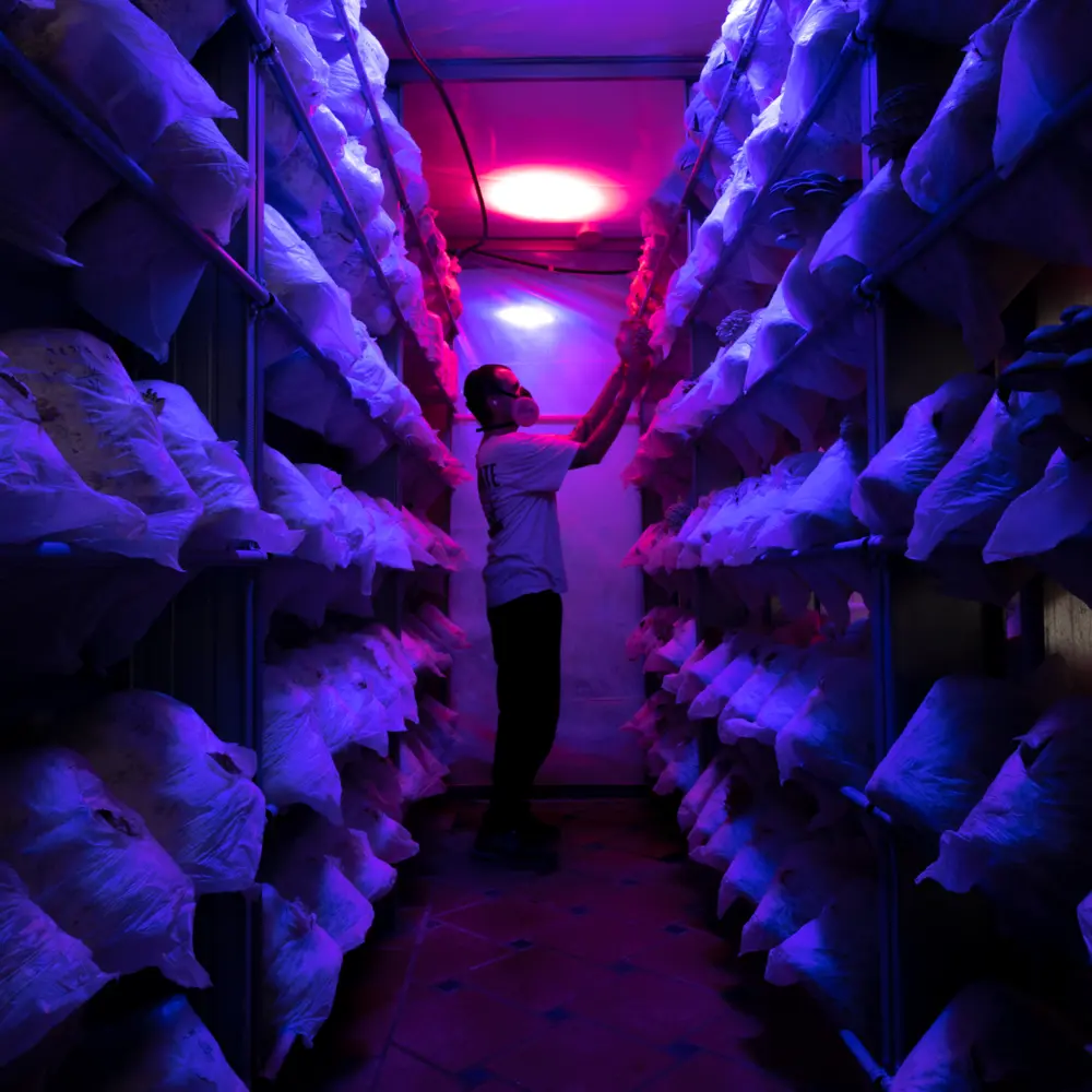 Habitual Superalimentos