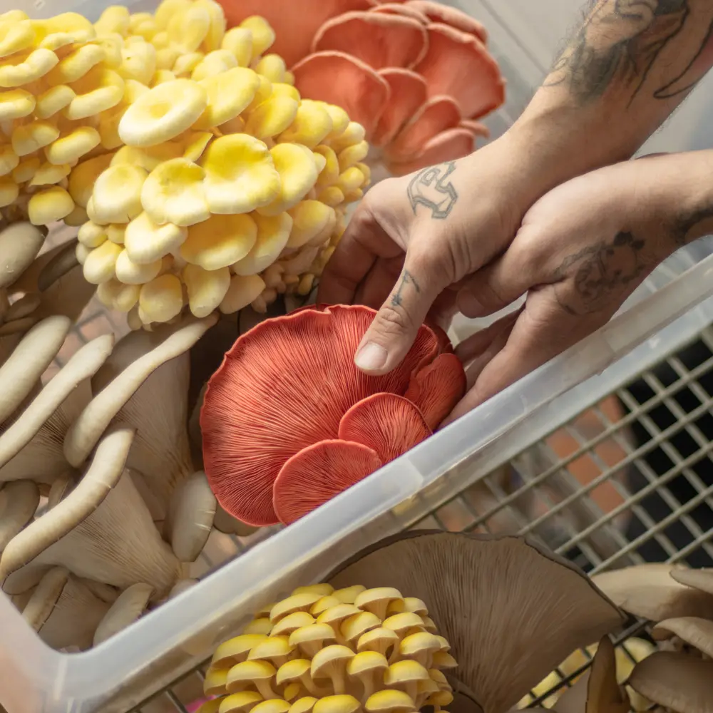 Habitual Superalimentos