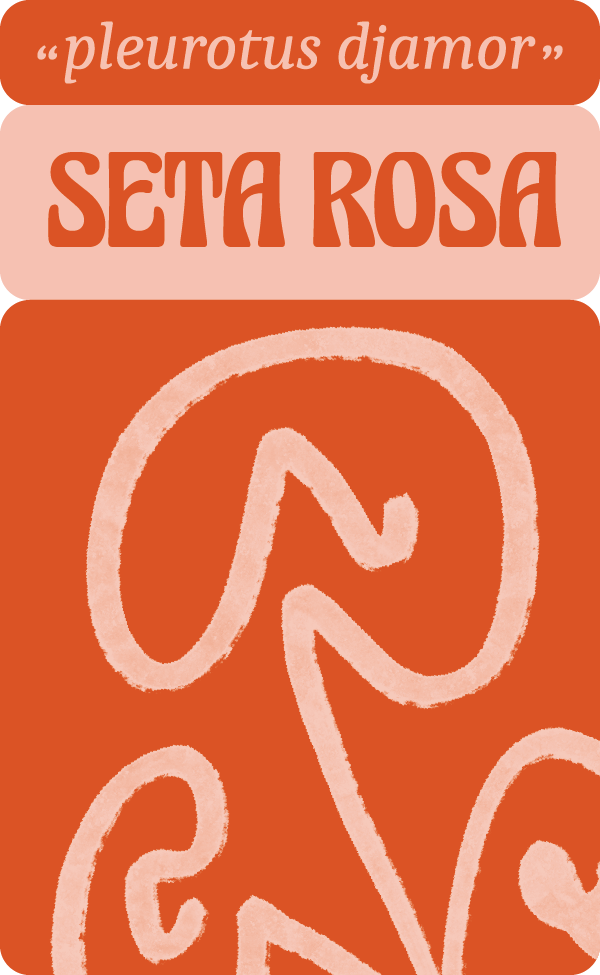 Habitual Superalimentos